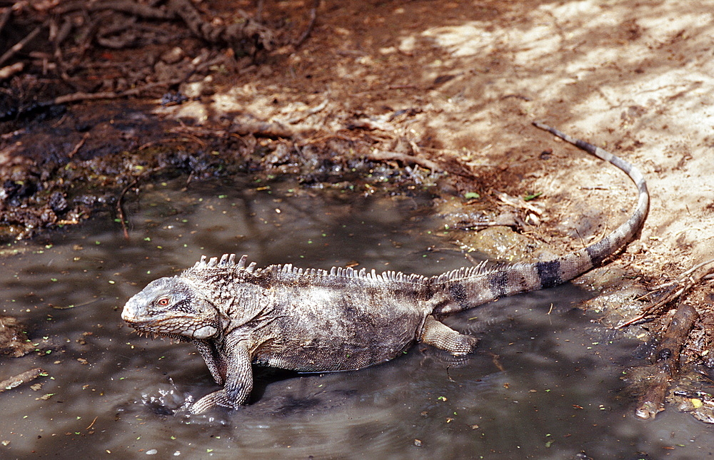 Green leguan, green iguana, Iguana iguana, Netherlands Antilles, Bonaire, Bonaire, Washington Slagbaai National Park, Pos Mangel