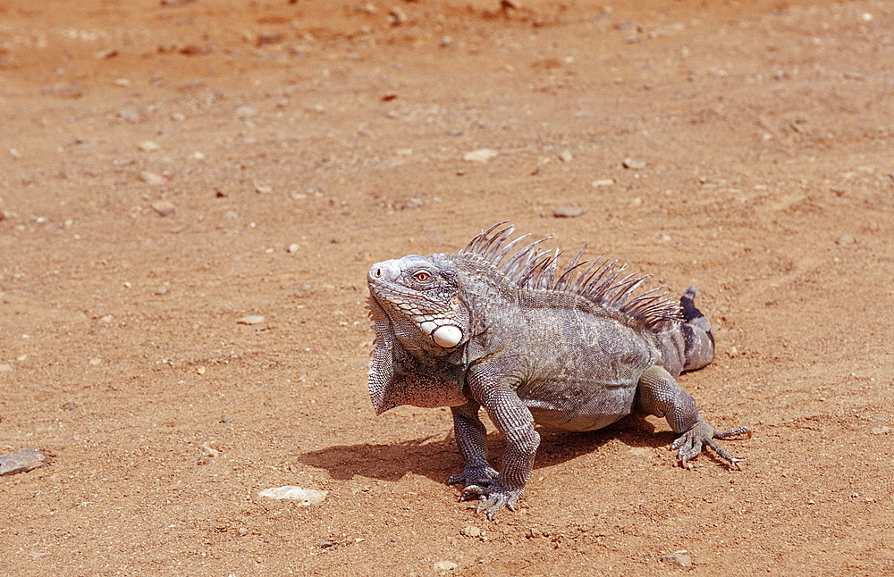 Green leguan, green iguana, Iguana iguana, Netherlands Antilles, Bonaire, Bonaire, Washington Slagbaai National Park, Pos Mangel