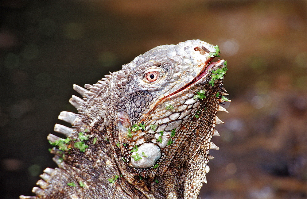 Green leguan, green iguana, Iguana iguana, Netherlands Antilles, Bonaire, Bonaire, Washington Slagbaai National Park, Pos Mangel