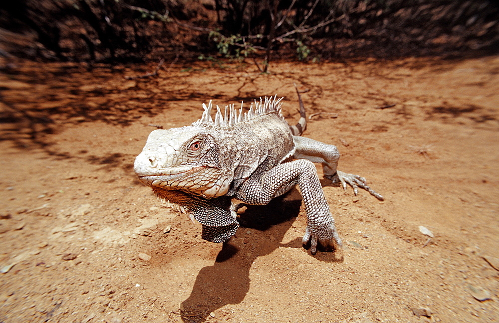 Green leguan, green iguana, Iguana iguana, Netherlands Antilles, Bonaire, Bonaire, Washington Slagbaai National Park, Pos Mangel