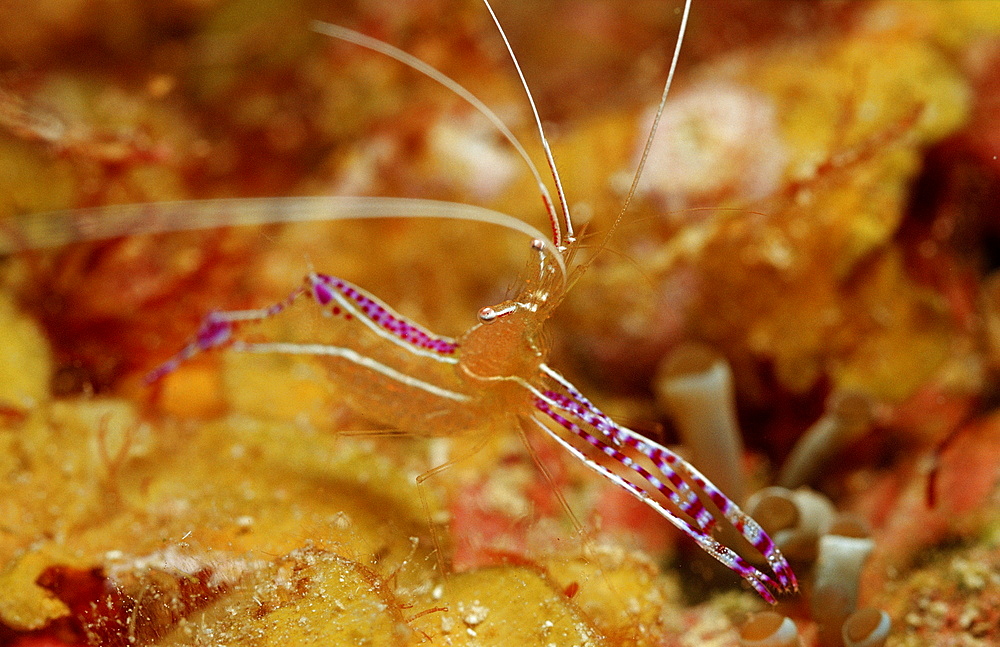 Spotted cleaner shrimp in anemone, Periclimenes yucatanicus, Netherlands Antilles, Bonaire, Caribbean Sea