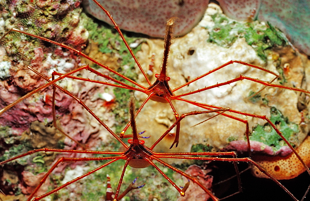 Two Spider hermit crabs, Stenorhynchus seticornis, Netherlands Antilles, Bonaire, Caribbean Sea