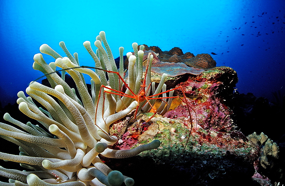 Spider hermit crabs in anemone, Stenorhynchus seticornis, Netherlands Antilles, Bonaire, Caribbean Sea