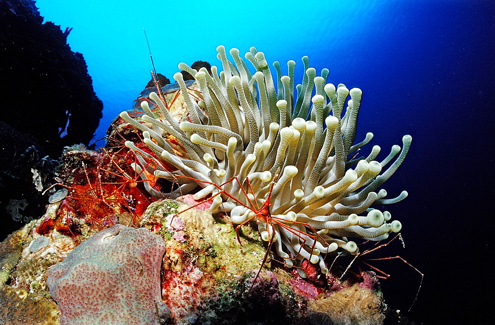 Spider hermit crabs in anemone, Stenorhynchus seticornis, Netherlands Antilles, Bonaire, Caribbean Sea