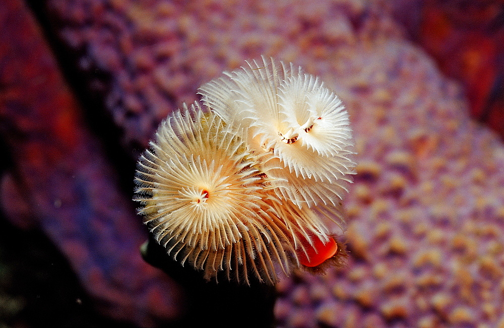 Christmas tree worm, Spirobranchus giganteus, Netherlands Antilles, Bonaire, Caribbean Sea