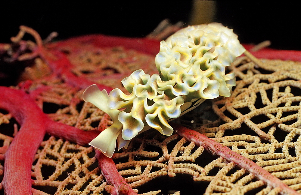 Lettuce sea slug, Tridachia crispata, Guadeloupe, French West Indies, Caribbean Sea