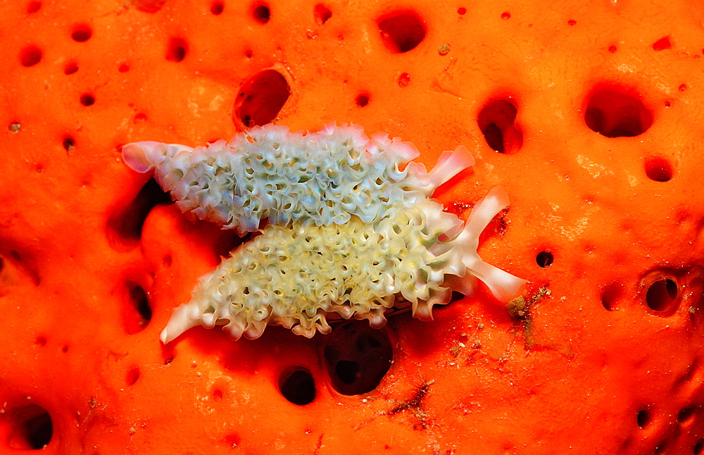 Two Lettuce sea slugs, Tridachia crispata, Saint Lucia, French West Indies, Caribbean Sea