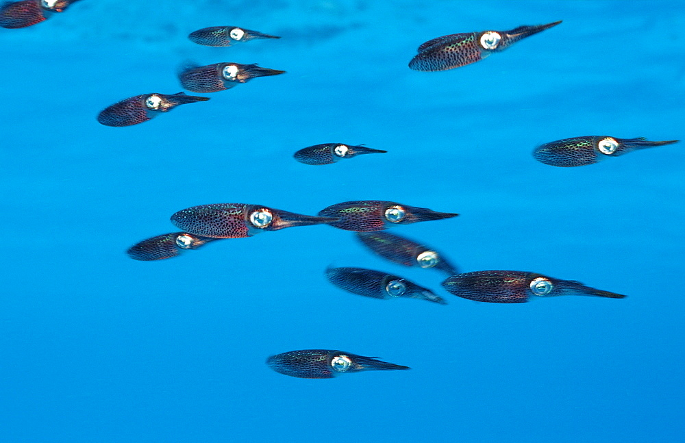 Caribbean reef squid, Sepioteuthis sepiodea, Netherlands Antilles, Bonaire, Caribbean Sea