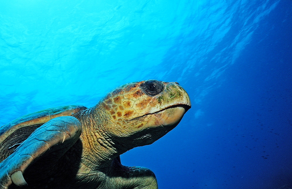 Loggerhead turtle, Caretta caretta, Netherlands Antilles, Bonaire, Caribbean Sea