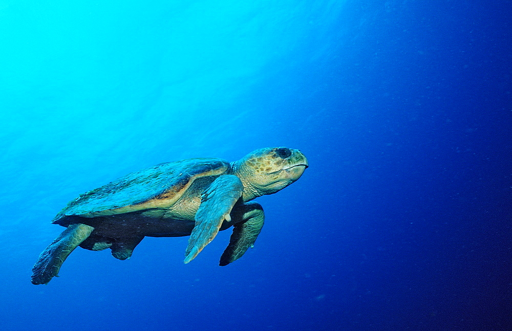 Loggerhead turtle, Caretta caretta, Netherlands Antilles, Bonaire, Caribbean Sea