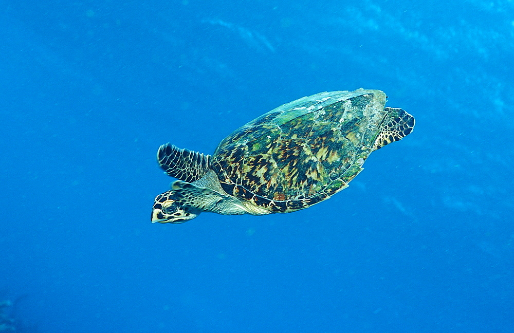 Hawksbill sea turtle, Eretmochelys imbricata, Martinique, French West Indies, Caribbean Sea