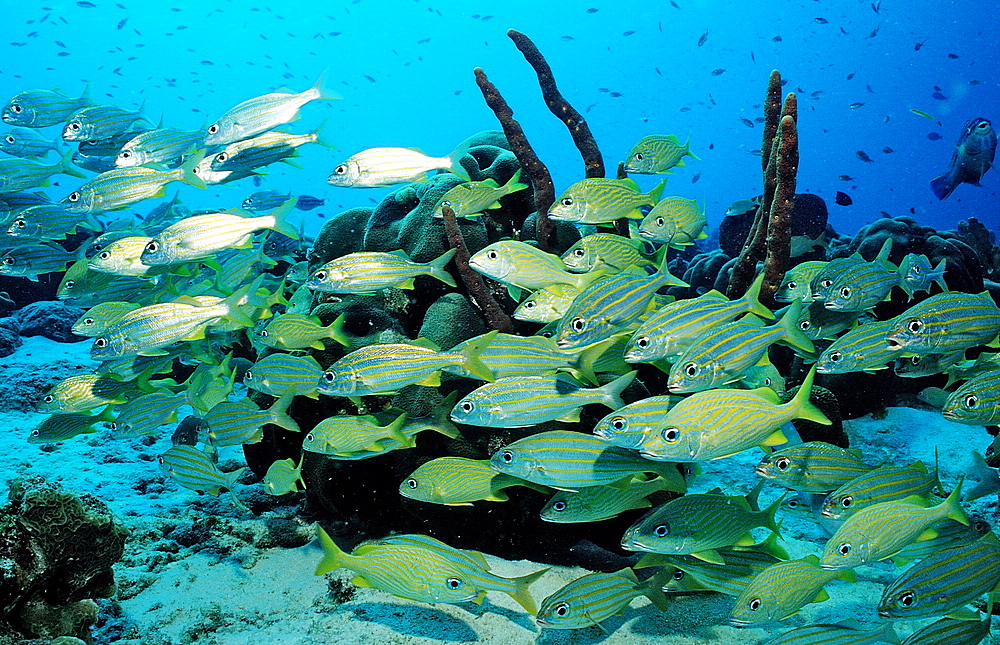 French Grunt, Smallmouth grunt, Haemulon flavolinatum, Haemulon chrysargyreum, Netherlands Antilles, Bonaire, Caribbean Sea