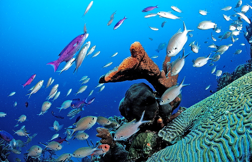 Brown Chromis, Chromis multilineata, Netherlands Antilles, Bonaire, Caribbean Sea