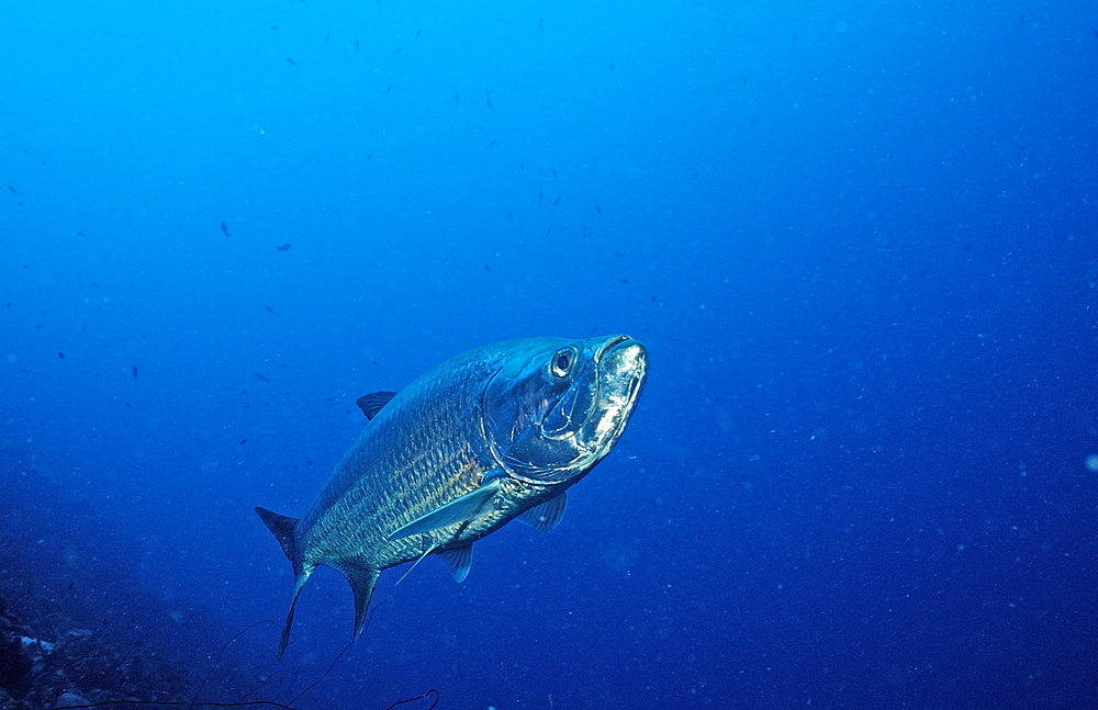 Tarpon, Megalops atlanticus, Netherlands Antilles, Bonaire, Caribbean Sea