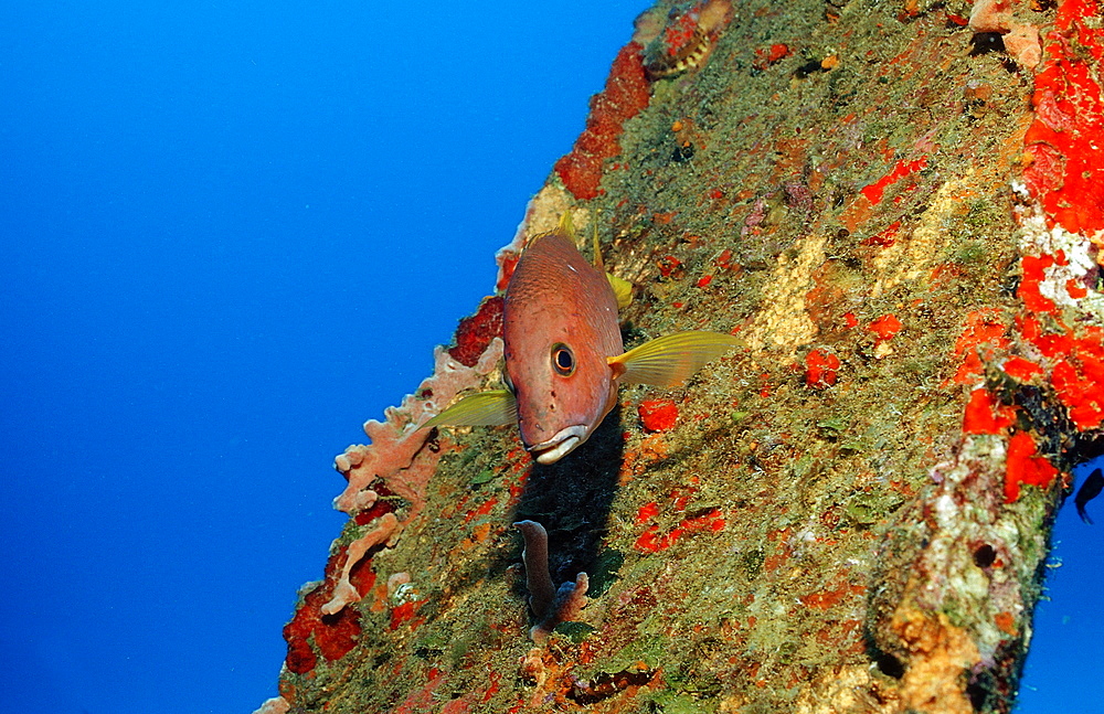 Game fish, Gray snapper, Lutjanus griseus, Netherlands Antilles, Bonaire, Caribbean Sea