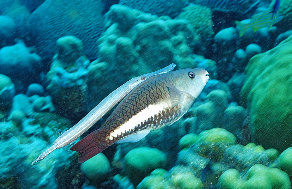 Trumpetfish, Queen Parrotfish, Aulostomus maculatus, Scarus vetula, Netherlands Antilles, Bonaire, Caribbean Sea