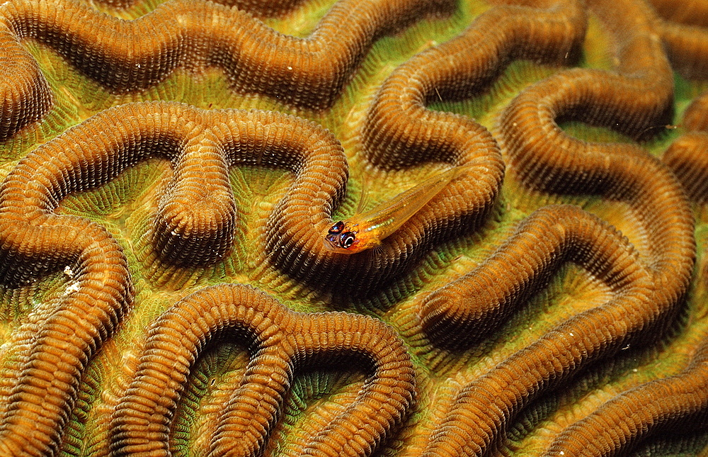 Pallid Gob y, Coryphopterus eidolon, Netherlands Antilles, Bonaire, Caribbean Sea