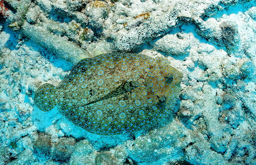 Peacock Flounder, Bothus lunatus, Netherlands Antilles, Bonaire, Caribbean Sea