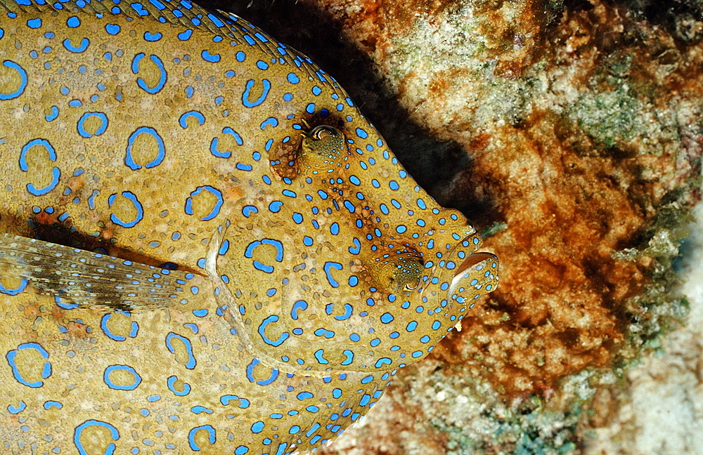 Peacock Flounder, Bothus lunatus, Netherlands Antilles, Bonaire, Caribbean Sea