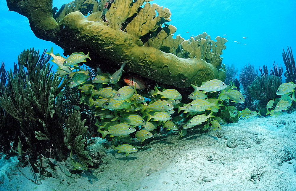 French Grunt, Haemulon flavolinatum, Netherlands Antilles, Bonaire, Caribbean Sea