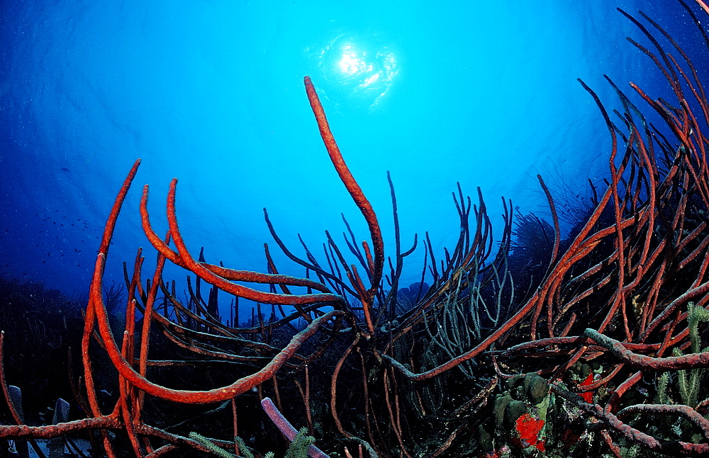 Tube sponge, Netherlands Antilles, Bonaire, Caribbean Sea