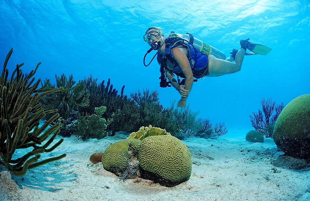 Scuba diver and coral reef, Netherlands Antilles, Bonaire, Caribbean Sea