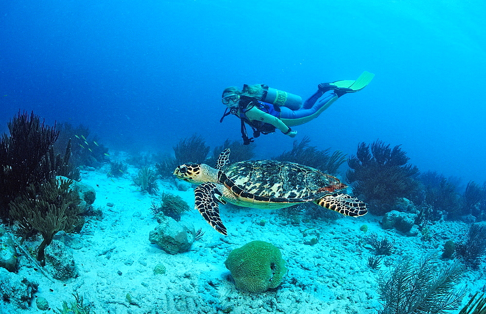 Scuba diver and Hawksbill sea turtle, Eretmochelys imbricata, Netherlands Antilles, Bonaire, Caribbean Sea