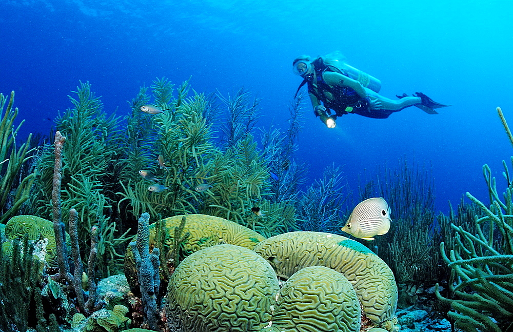 Scuba diver and Foureye Butterflyfish, Chaetodon capistratus, Netherlands Antilles, Bonaire, Caribbean Sea