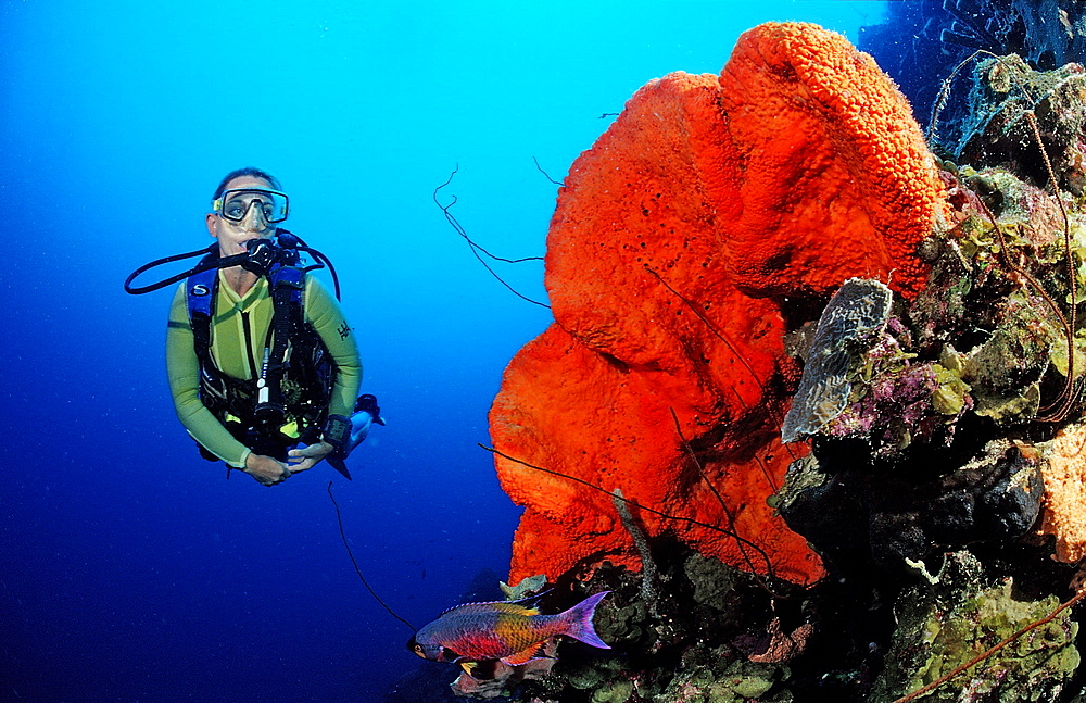 Scuba diver and Orange Elephant Ear Sponge, Agelas clathrodes, Martinique, French West Indies, Caribbean Sea