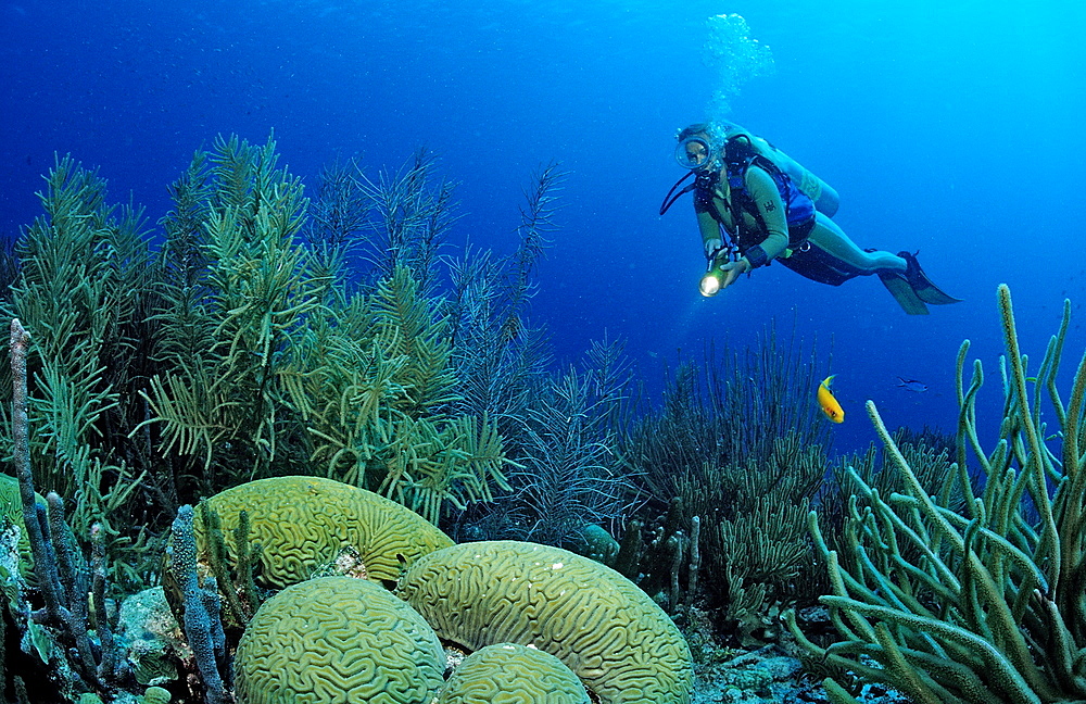 Scuba diver and coral reef, Netherlands Antilles, Bonaire, Caribbean Sea