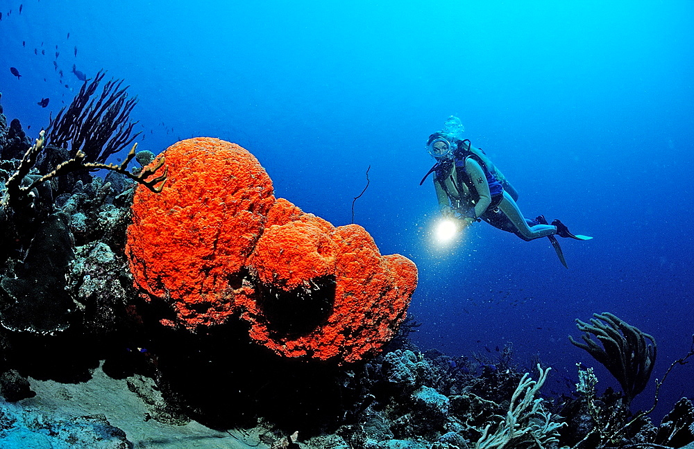 Scuba diver and Orange Elephant Ear Sponge, Agelas clathrodes, Netherlands Antilles, Bonaire, Caribbean Sea