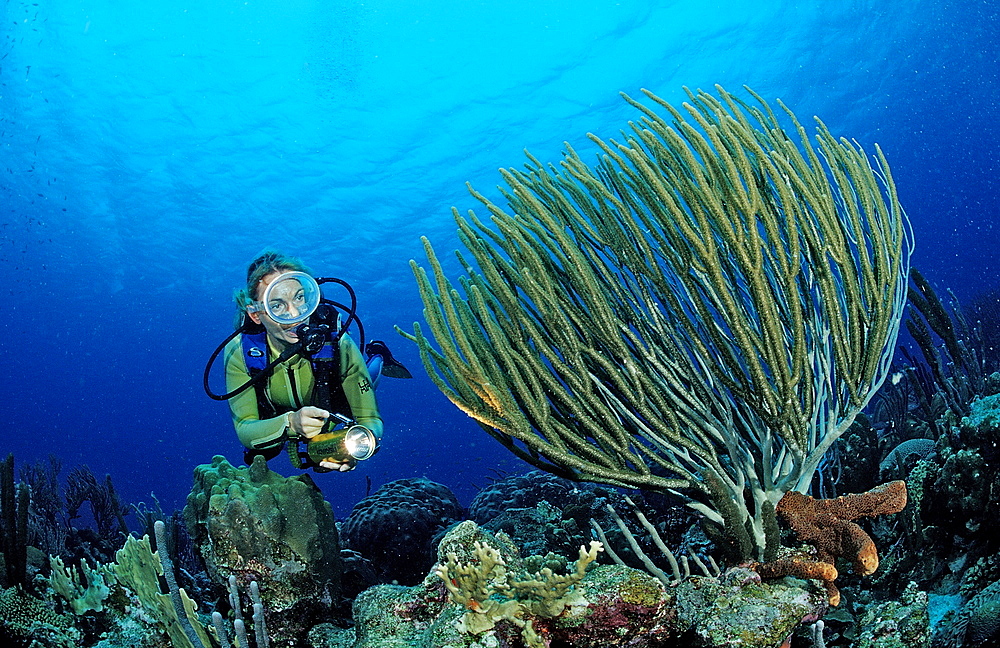 Scuba diver and coral reef, Netherlands Antilles, Bonaire, Caribbean Sea