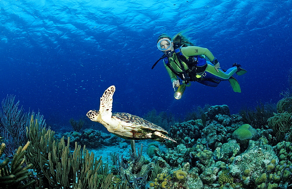 Scuba diver and Hawksbill sea turtle, Eretmochelys imbricata, Netherlands Antilles, Bonaire, Caribbean Sea