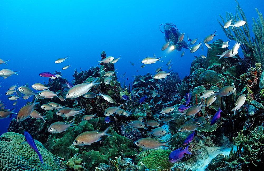 Scuba diver and Brown Chromis, Chromis multilineata, Netherlands Antilles, Bonaire, Caribbean Sea