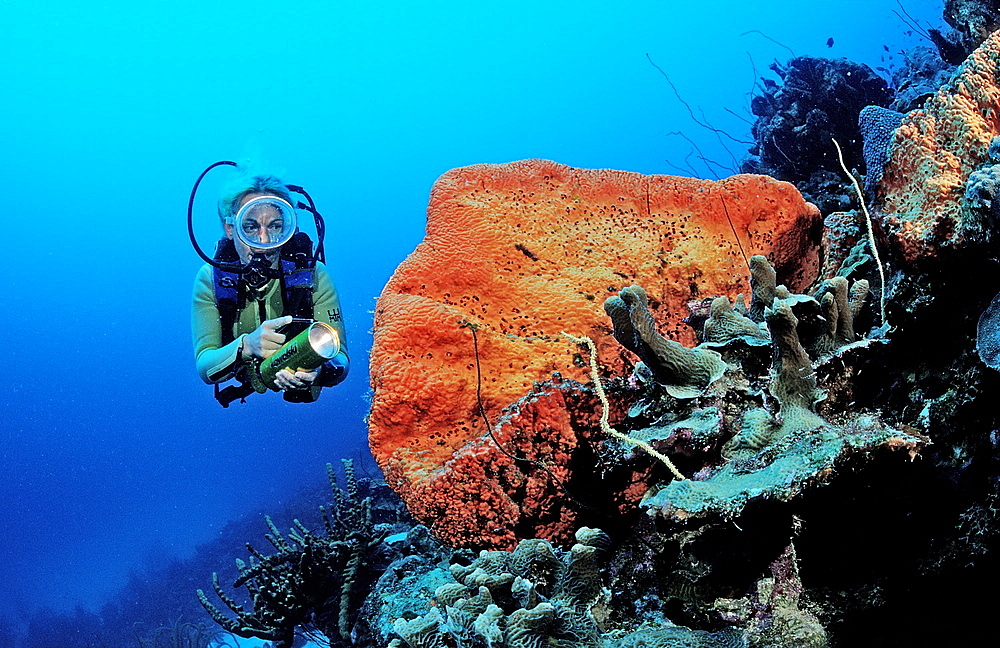 Scuba diver and Orange Elephant Ear Sponge, Agelas clathrodes, Netherlands Antilles, Bonaire, Caribbean Sea