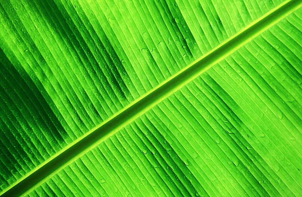 Green Palm Detail, Papua New Guinea, New Britain, Kimbe Bay