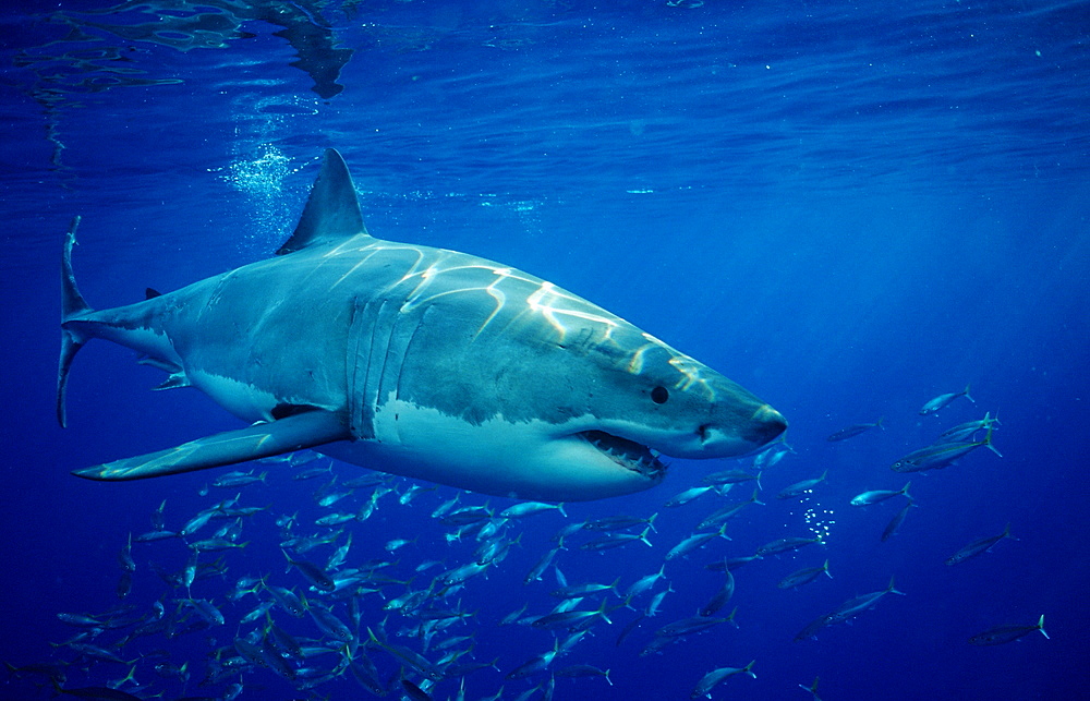 Great White Shark, Carcharodon carcharias, Mexico, Pacific ocean, Guadalupe