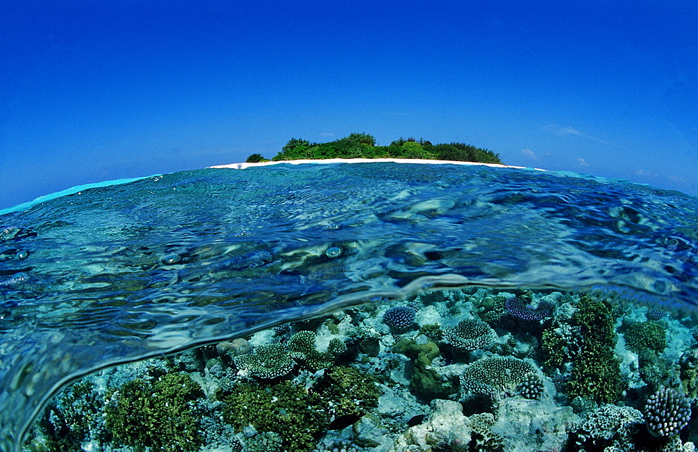 Coral Reef close to uninhabited Island, Maldives, Indian Ocean, Meemu Atoll