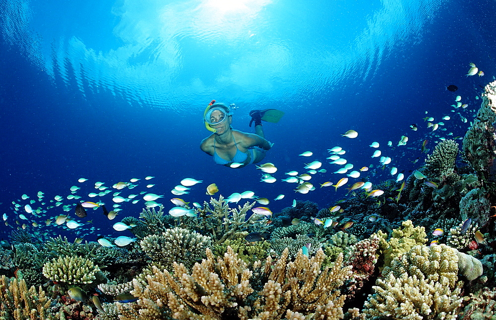 Snorkeling over Coral Reef, Maldives, Indian Ocean, Meemu Atoll