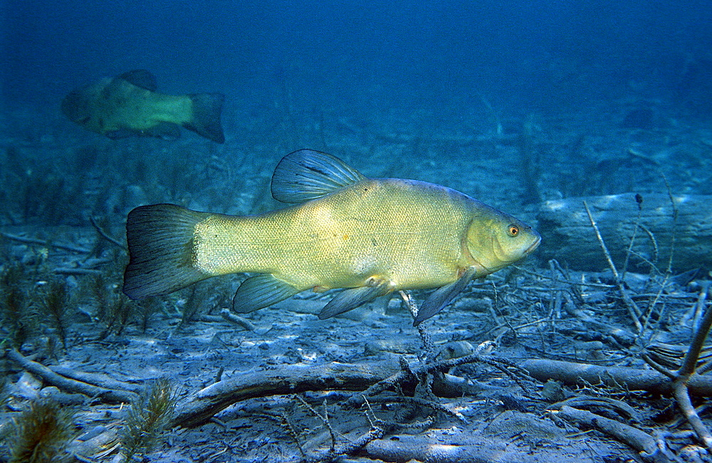 Tench, Tinca Tinca, Germany, Chiemsee, Bavaria