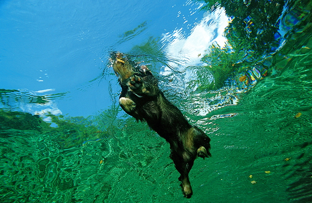 swimming dachshund, Germany, Starnberger See, Bavaria