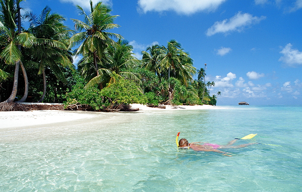 Snorkeling at palm-lined Beach, Maldives, Indian Ocean, Medhufushi, Meemu Atoll