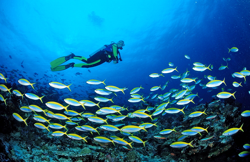 Shoal of Yelloback Fusiliers and Diver, Caesio teres, Maldives, Indian Ocean, Meemu Atoll