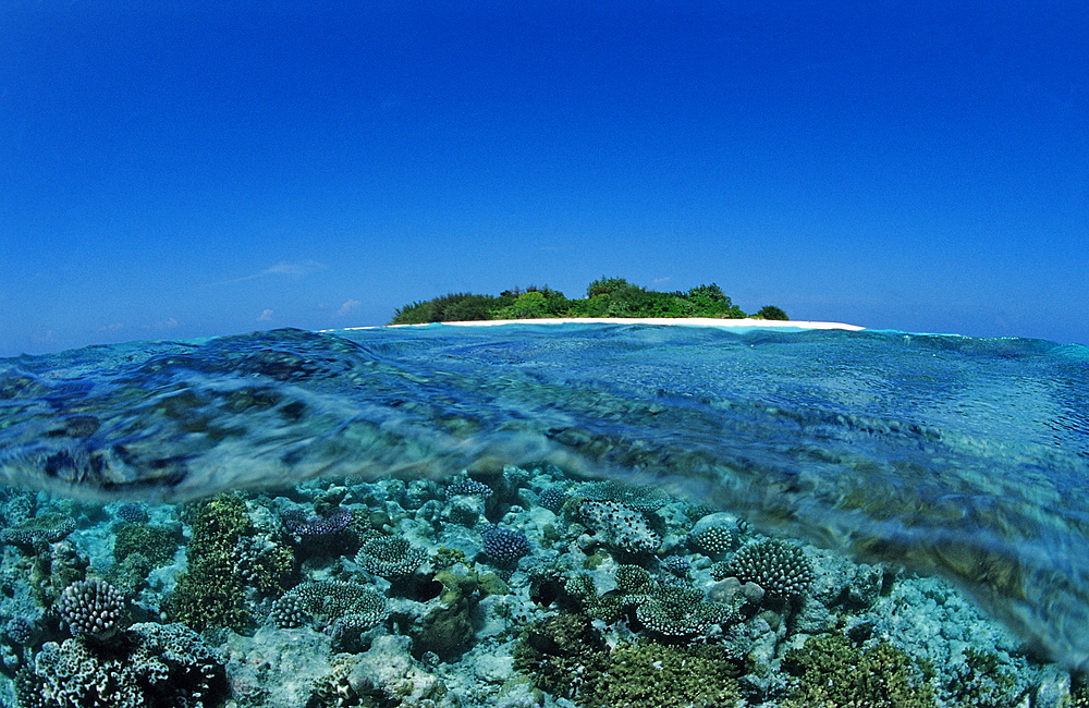 Corals close to Maldive Island, Maldives, Indian Ocean, Meemu Atoll