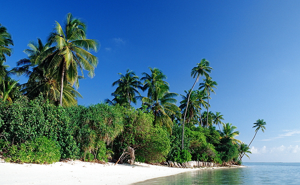 Palmy Beach, Maldives, Indian Ocean, Medhufushi, Meemu Atoll