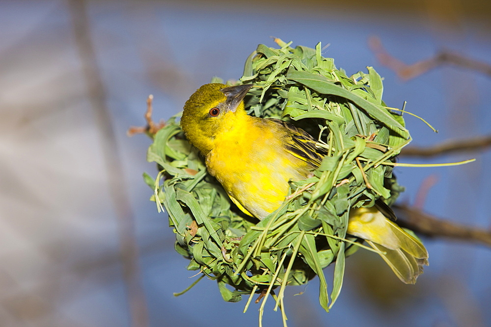 Vitelline Masked Weaver, Textor vitellinus, Ploceus vitellinus , Tanzania, Serengeti National Park