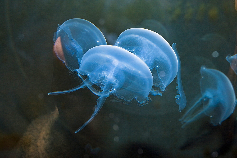 Moon Jellyfish, Aurelia aurita, Germany, North Sea