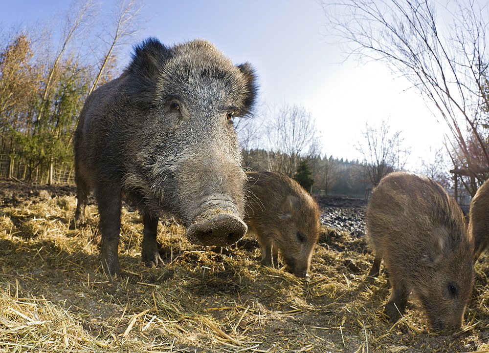 Wild boar , Sus scrofa, Germany, Bavaria