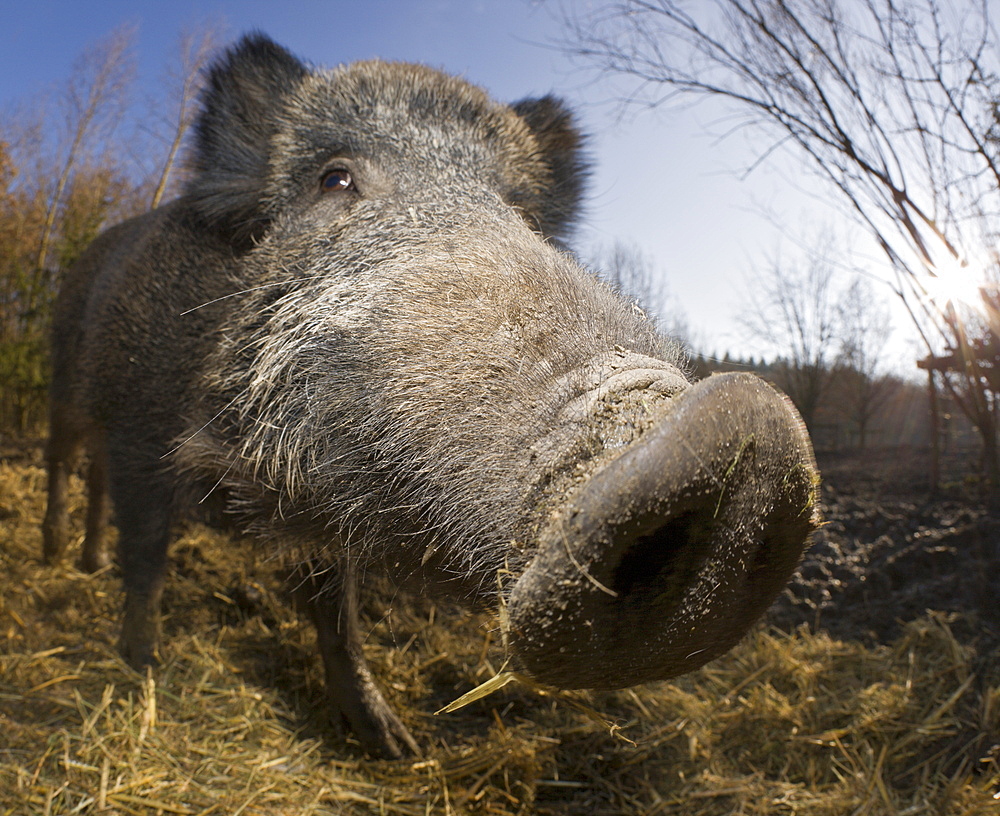 Wild boar , Sus scrofa, Germany, Bavaria