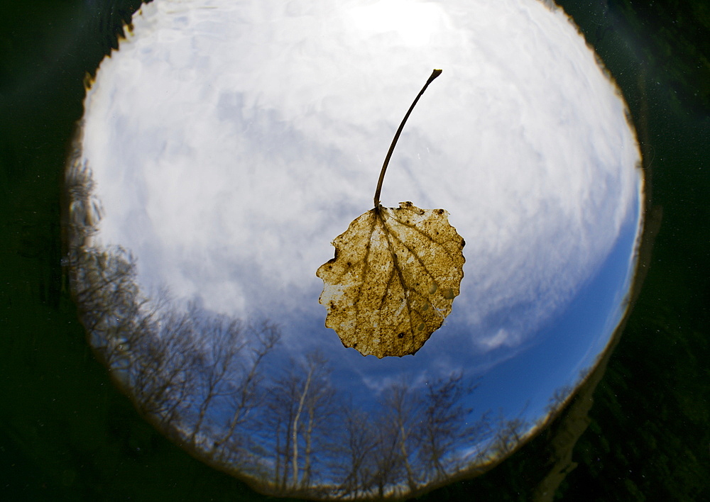 Leaf in Lake, Germany, Echinger Weiher Lake, Munich, Bavaria